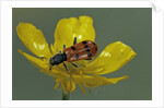 Trichodes octopunctatus (checkered beetle) by Anonymous