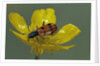 Trichodes octopunctatus (checkered beetle) by Anonymous