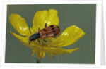 Trichodes octopunctatus (checkered beetle) by Anonymous