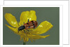 Trichodes octopunctatus (checkered beetle) by Anonymous