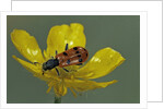 Trichodes octopunctatus (checkered beetle) by Anonymous