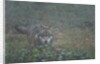 Gray wolf (Canis lupus), Bavarian Forest National Park. by Anonymous