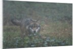 Gray wolf (Canis lupus), Bavarian Forest National Park. by Anonymous