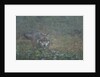 Gray wolf (Canis lupus), Bavarian Forest National Park. by Anonymous