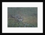 Gray wolf (Canis lupus), Bavarian Forest National Park. by Anonymous