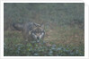 Gray wolf (Canis lupus), Bavarian Forest National Park. by Anonymous