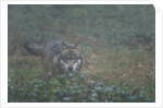 Gray wolf (Canis lupus), Bavarian Forest National Park. by Anonymous