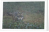Gray wolf (Canis lupus), Bavarian Forest National Park. by Anonymous