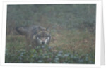 Gray wolf (Canis lupus), Bavarian Forest National Park. by Anonymous