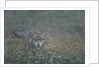 Gray wolf (Canis lupus), Bavarian Forest National Park. by Anonymous