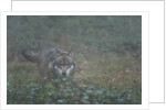 Gray wolf (Canis lupus), Bavarian Forest National Park. by Anonymous