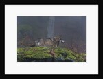 Gray wolf (Canis lupus), Bavarian Forest National Park. by Anonymous
