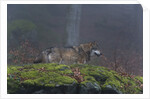 Gray wolf (Canis lupus), Bavarian Forest National Park. by Anonymous
