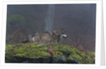 Gray wolf (Canis lupus), Bavarian Forest National Park. by Anonymous