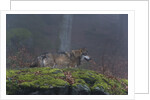 Gray wolf (Canis lupus), Bavarian Forest National Park. by Anonymous