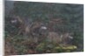 Gray wolves (Canis lupus), Bavarian Forest National Park. by Anonymous