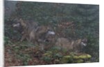 Gray wolves (Canis lupus), Bavarian Forest National Park. by Anonymous