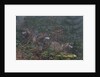 Gray wolves (Canis lupus), Bavarian Forest National Park. by Anonymous