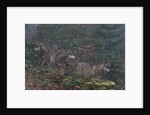 Gray wolves (Canis lupus), Bavarian Forest National Park. by Anonymous
