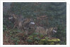 Gray wolves (Canis lupus), Bavarian Forest National Park. by Anonymous