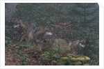 Gray wolves (Canis lupus), Bavarian Forest National Park. by Anonymous