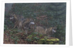 Gray wolves (Canis lupus), Bavarian Forest National Park. by Anonymous