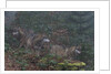 Gray wolves (Canis lupus), Bavarian Forest National Park. by Anonymous