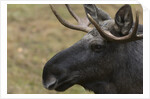 Eurasian elk (Alces alces), Bavarian Forest National Park. by Anonymous