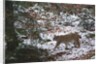 European lynx (Lynx linx), Bavarian Forest National Park. by Anonymous