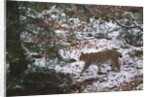 European lynx (Lynx linx), Bavarian Forest National Park. by Anonymous