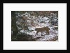 European lynx (Lynx linx), Bavarian Forest National Park. by Anonymous