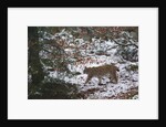 European lynx (Lynx linx), Bavarian Forest National Park. by Anonymous