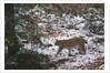 European lynx (Lynx linx), Bavarian Forest National Park. by Anonymous