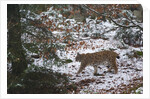 European lynx (Lynx linx), Bavarian Forest National Park. by Anonymous
