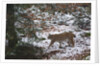 European lynx (Lynx linx), Bavarian Forest National Park. by Anonymous