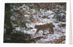 European lynx (Lynx linx), Bavarian Forest National Park. by Anonymous