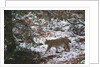 European lynx (Lynx linx), Bavarian Forest National Park. by Anonymous