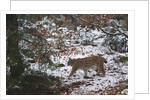 European lynx (Lynx linx), Bavarian Forest National Park. by Anonymous