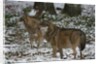 Gray wolves (Canis lupus), Bavarian Forest National Park. by Anonymous