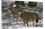Gray wolves (Canis lupus), Bavarian Forest National Park. by Anonymous