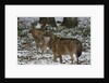 Gray wolves (Canis lupus), Bavarian Forest National Park. by Anonymous