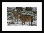 Gray wolves (Canis lupus), Bavarian Forest National Park. by Anonymous
