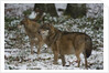 Gray wolves (Canis lupus), Bavarian Forest National Park. by Anonymous