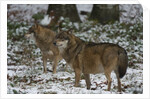 Gray wolves (Canis lupus), Bavarian Forest National Park. by Anonymous