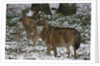 Gray wolves (Canis lupus), Bavarian Forest National Park. by Anonymous