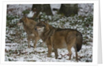 Gray wolves (Canis lupus), Bavarian Forest National Park. by Anonymous