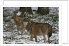 Gray wolves (Canis lupus), Bavarian Forest National Park. by Anonymous