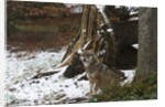 Gray wolf (Canis lupus), Bavarian Forest National Park. by Anonymous