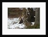 Gray wolf (Canis lupus), Bavarian Forest National Park. by Anonymous