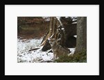 Gray wolf (Canis lupus), Bavarian Forest National Park. by Anonymous
